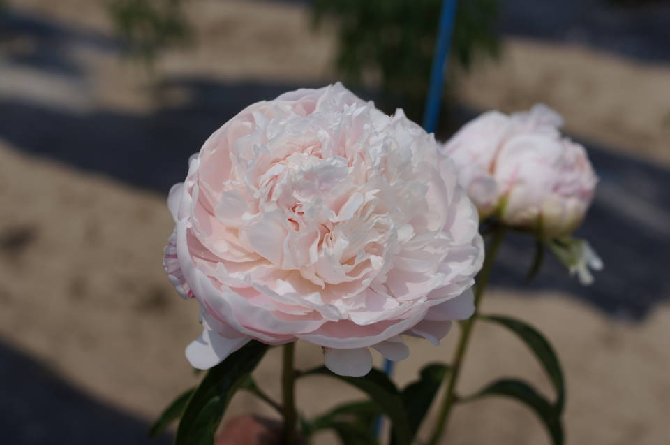 エッチドサーモン 奥信濃から 花農家のフォトスケッチ エッチドサーモン 奥信濃から 花農家のフォトスケッチ
