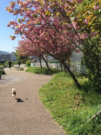 八重桜の下で食べたお弁当_b0072115_95325100.jpg