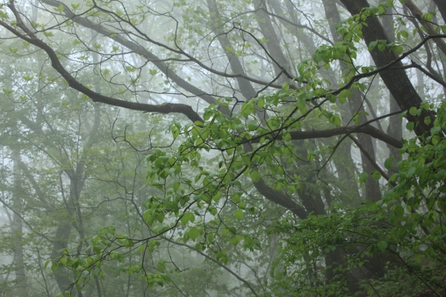 ~ 　雨上がりに　美ヶ原　～_e0242721_9501335.jpg