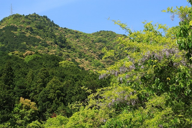 新緑の又口川散策（その1）_e0321325_18324561.jpg