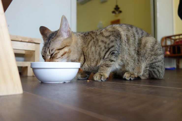 浪浪別哭 pet halfway house & cafe 台北市中山区/犬猫カフェ~台湾へ行きタイワーン 4日目 3_a0287336_21445274.jpg