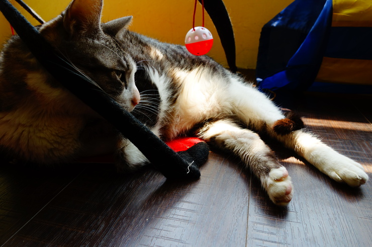 浪浪別哭 pet halfway house & cafe 台北市中山区/犬猫カフェ~台湾へ行きタイワーン 4日目 3_a0287336_21531761.jpg