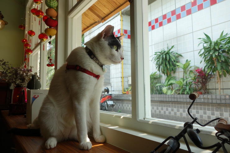 浪浪別哭 pet halfway house & cafe 台北市中山区/犬猫カフェ~台湾へ行きタイワーン 4日目 3_a0287336_22291216.jpg