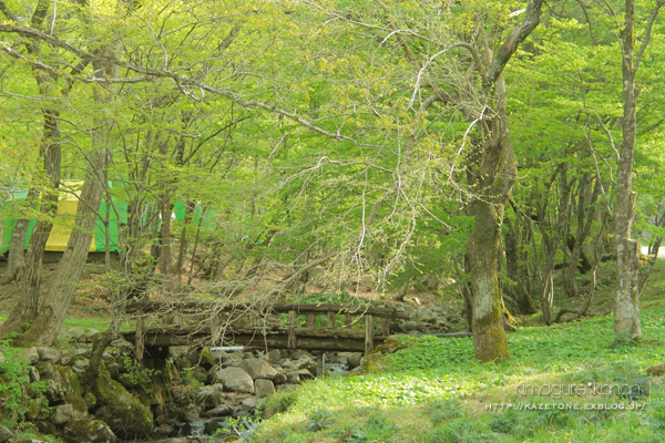 県森さんぽ♪②**カエデの花コレクション_b0197639_2215869.jpg