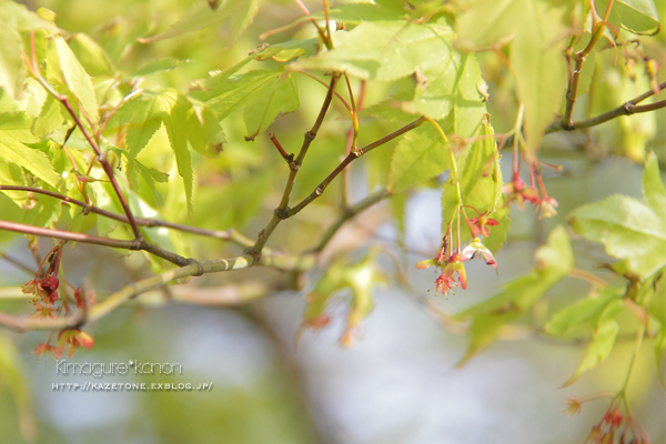 県森さんぽ♪②**カエデの花コレクション_b0197639_2265452.jpg