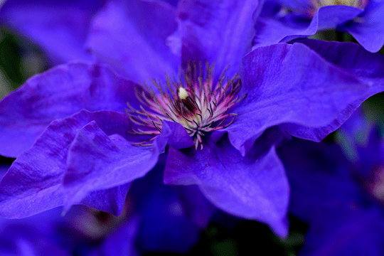 c0093046_18482426.gif