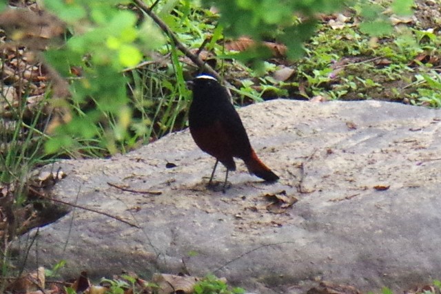 ブータン王国１５日間野鳥編４／６_b0144049_1035357.jpg