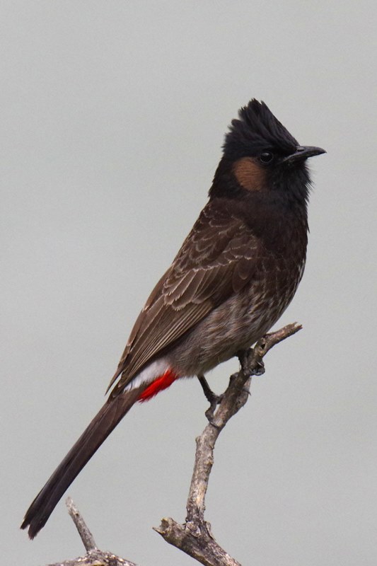 ブータン王国１５日間野鳥編４／６_b0144049_1551393.jpg