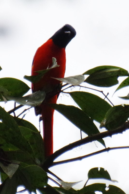 ブータン王国１５日間野鳥編４／６_b0144049_9494158.jpg