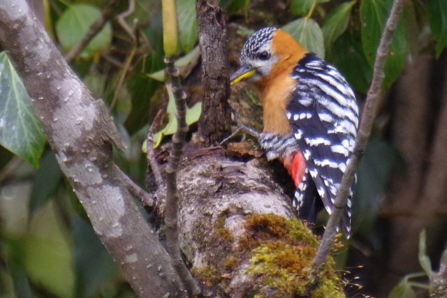 ブータン王国１５日間野鳥編４／６_b0144049_958999.jpg