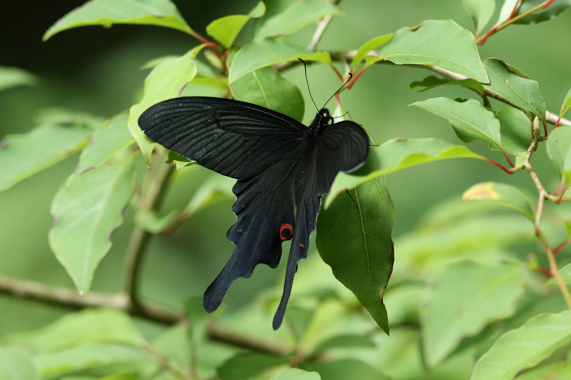 オナガアゲハの吸水 吸蜜 カラスアゲハ吸蜜など 東京都八王子市 Butterfly Dragonfly オナガアゲハの吸水 吸蜜 カラスアゲハ吸蜜など 東京都八王子市 Butterfly Dragonfly
