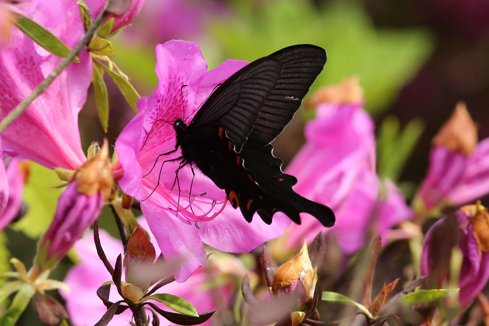 ツツジ：蝶が好む花（2011-2016）_f0345350_07255389.jpg