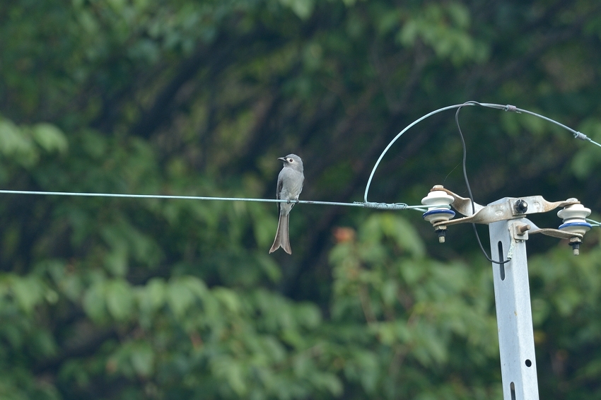 ハイイロオウチュウ（Ashy Drongo）～2016.05_b0148352_1854497.jpg