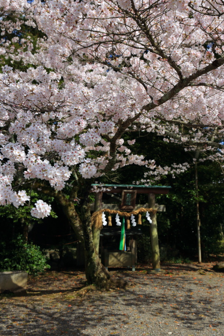 丹生官省符神社 桜 2016_a0176855_0422879.jpg