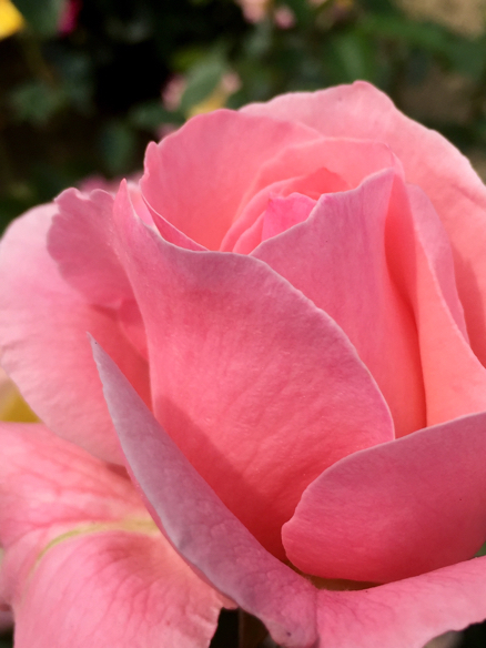 ばら祭   福山_a0050964_17544509.jpg