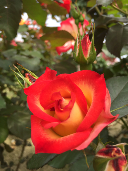 ばら祭   福山_a0050964_17544511.jpg