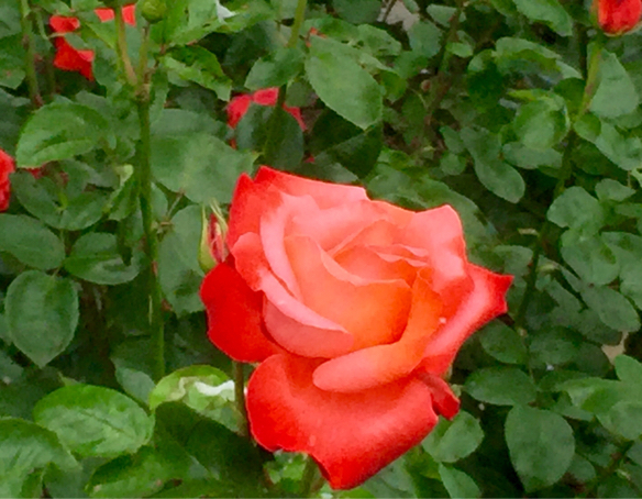 ばら祭   福山_a0050964_17544580.jpg