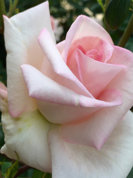 ばら祭   福山_a0050964_17544584.jpg