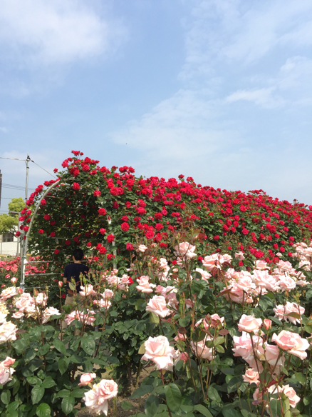 ばら祭   福山_a0050964_17544603.jpg