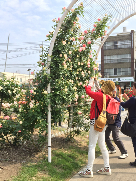 ばら祭   福山_a0050964_17544611.jpg