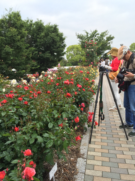 ばら祭   福山_a0050964_17544667.jpg