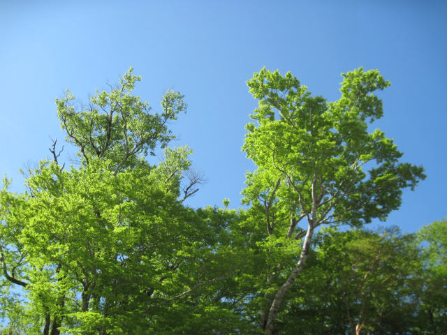 c0219866_77737.jpg