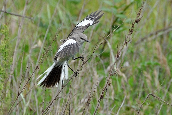 Northern Mockingbird_b0369375_3403229.jpg