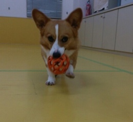 ボール遊び(*´∀`)♪_f0357682_11473507.jpeg