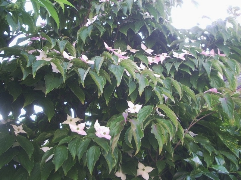 e0025300_2011311.jpg