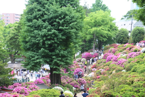 文京　つつじまつり根津神社・６_c0075701_2136690.jpg