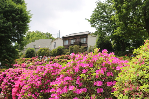 上野公園から谷中、日暮里・根津へ街歩き・１０_c0075701_22251975.jpg