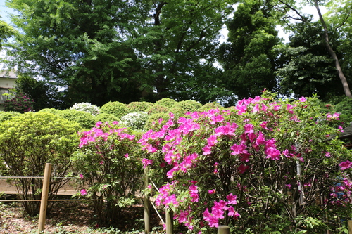 上野公園から谷中、日暮里・根津へ街歩き・１０_c0075701_22254692.jpg