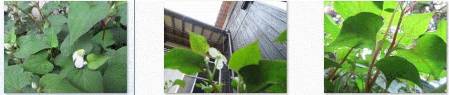 f0231709_842716.gif