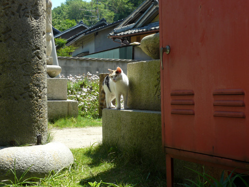 ねこの島まで　Ⅱ_b0023728_11151652.jpg