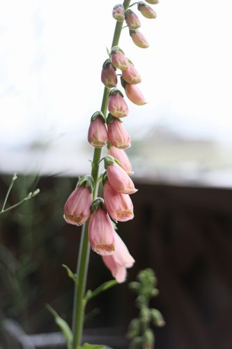b0058936_18463711.jpg