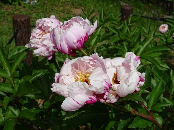 b0299042_6281830.jpg
