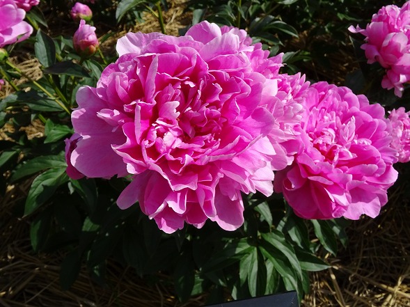 b0299042_6321223.jpg