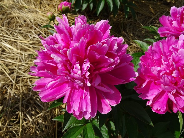 b0299042_6321761.jpg