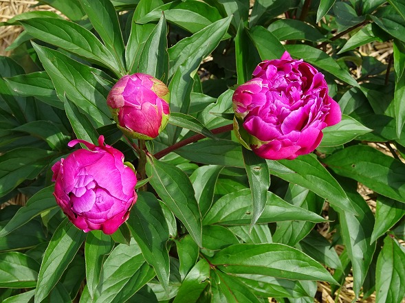 b0299042_6334166.jpg