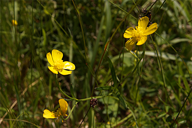 花火の花散歩_f0214649_4325352.jpg