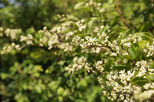 花火の花散歩_f0214649_4472580.jpg