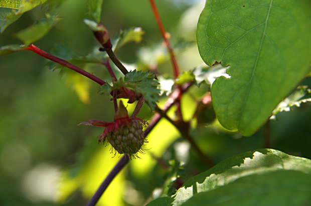 花火の花散歩_f0214649_459272.jpg