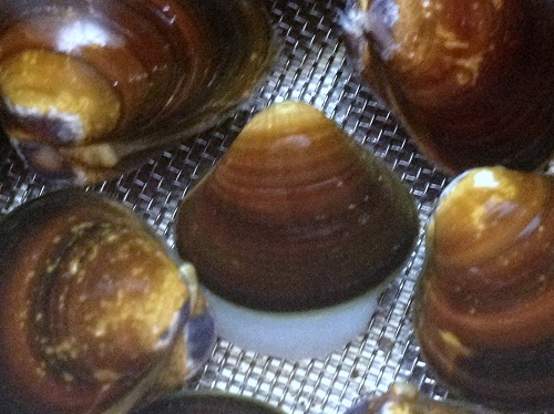 e0164951_20144243.jpg