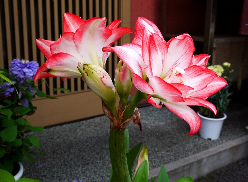 　　９年前の５月の花です　　２０２５-０５-１９　００：００_b0093754_22501029.jpg