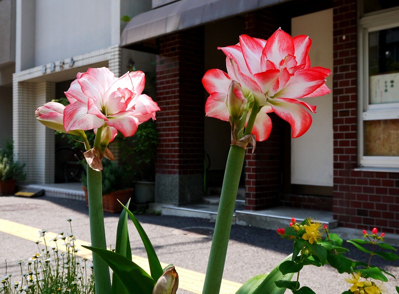 　　９年前の５月の花です　　２０２５-０５-１９　００：００_b0093754_22503864.jpg