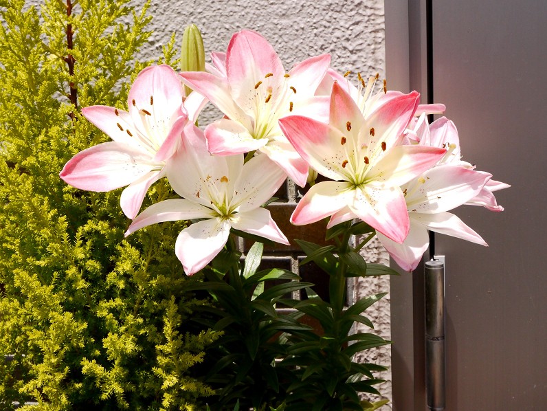 　　９年前の５月の花です　　２０２５-０５-１９　００：００_b0093754_22505576.jpg