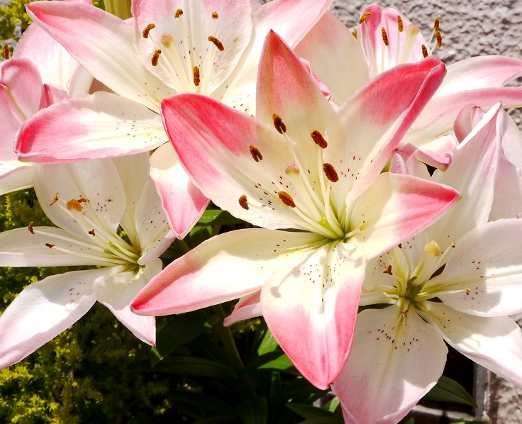 　　９年前の５月の花です　　２０２５-０５-１９　００：００_b0093754_2251597.jpg