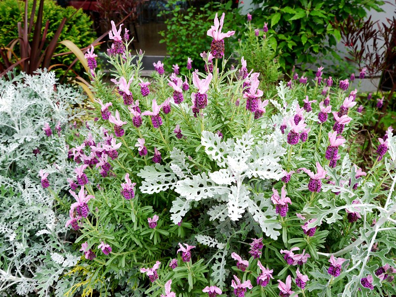 　　９年前の５月の花です　　２０２５-０５-１９　００：００_b0093754_22525349.jpg