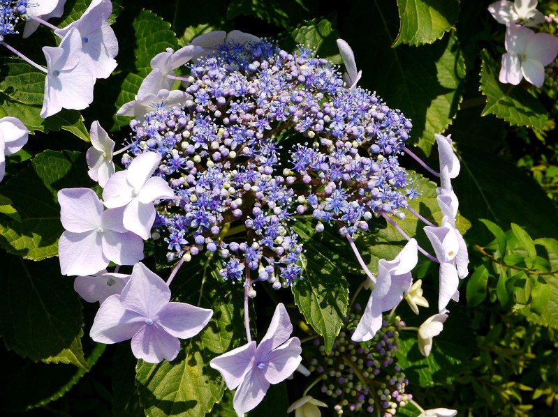 　　９年前の５月の花です　　２０２５-０５-１９　００：００_b0093754_22534691.jpg