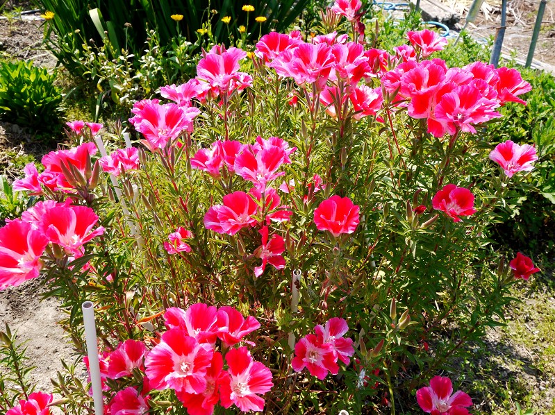 　　９年前の５月の花です　　２０２５-０５-１９　００：００_b0093754_22553434.jpg